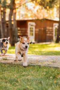 australian-cattle-dog-puppy-outdoor-blue-and-red-2023-11-27-05-16-48-utc-min