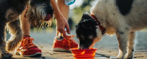 beautiful-dog-drinking-water-from-the-portable-bow-2023-11-27-05-11-02-utc-min