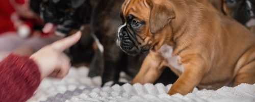 children-and-pets-dogs-2023-11-27-05-27-51-utc-min